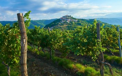 The hilltop town of Motovun, Croatia, has vineyards producing which type of wine?