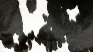 cow print wallpaper aesthetic