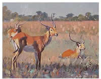 south african artist jo roos paintings