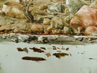 south african artist Cheryl Traub Adler paintings