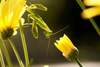 south african artist Lacea Marais 