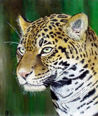 south african artist Paul Sellmann paintings